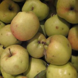 Urban Fruit Foraging Image